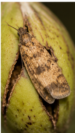 Pecan Nut Casebearer - Pestipedia