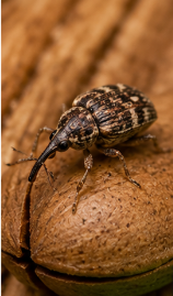 Pecan Weevils - Pestipedia