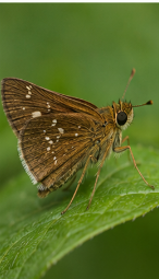 Pecks Skipper - Pestipedia