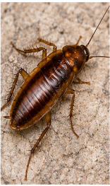 Pennsylvania Wood Cockroach - Pestipedia