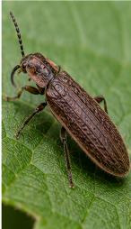 Pennsylvania Leatherwing Beetle - Pestipedia