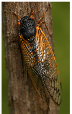 Periodical Cicada - Pestipedia
