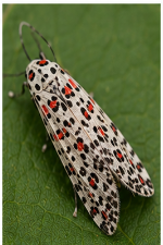 Pero Moth - Pestipedia