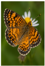 Phaon Crescent Butterfly - Pestipedia