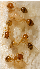 Pharoah Ants - Pestipedia