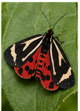 Phyllira Tiger Moth - Pestipedia