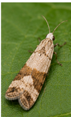 Pickleworm Moth - Pestipedia
