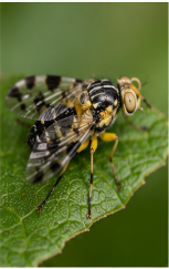 Picture-winged Fly Ceroxys - Pestipedia