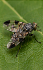Picture-winged Fly Delphinia - Pestipedia