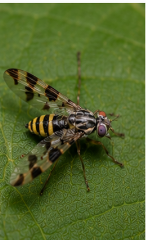 Picture-winged Fly Tritoxa - Pestipedia