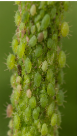 Piercing-sucking Insects - Pestipedia