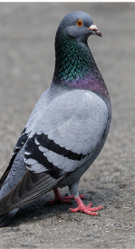Pigeon - Pestipedia