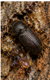 Pine Bark Beetle - Pestipedia