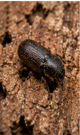 Pine Cone Beetle - Pestipedia