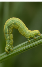 Pine False Looper Zale Moth - Pestipedia