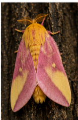 Pine Imperial Moth - Pestipedia