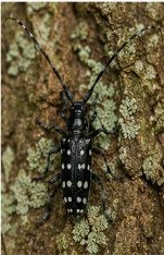 Pine Sawyer Beetle Carolina - Pestipedia