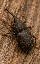 Pine Weevils - Pestipedia