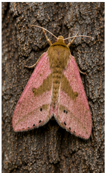 Pink Underwing Moth - Pestipedia