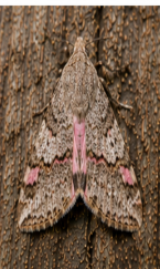 Pink-barred Pseudeustrotia- Moth - Pestipedia
