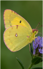 Pink-edged Sulphur - Pestipedia