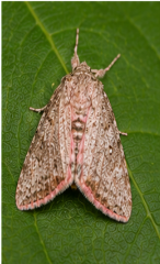 Pink-fringed Dolichomia Moth - Pestipedia
