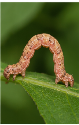 Pink-patched Looper - Pestipedia