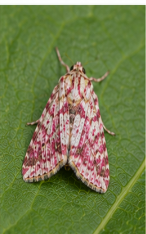 Pink-spotted Dart Moth - Pestipedia