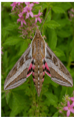 Pink-spotted Hawkmoth - Pestipedia