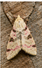 Pink-striped Oakworm Moth - Pestipedia
