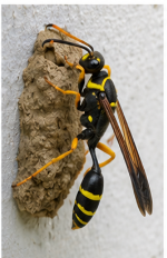 Pipe Organ Mud Dauber - Pestipedia