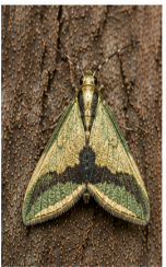 Pistachio Emerald Moth - Pestipedia