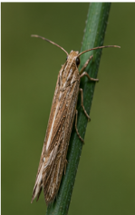Pitch Twig Moth - Pestipedia