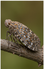 Planthopper - Pestipedia