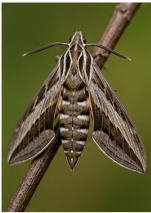 Plebeian Sphinx Moth - Pestipedia