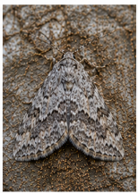 Plumose Gray Moth - Pestipedia