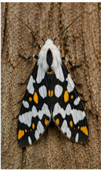 Police Car Moth - Pestipedia