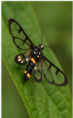 Polka Dot Wasp - Pestipedia