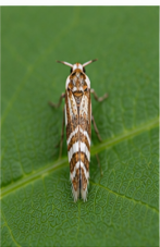 Pondweed Moth - Pestipedia