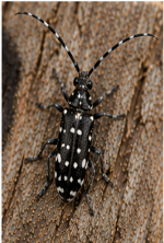 Poplar Borer Beetle - Pestipedia