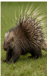 Porcupines - Pestipedia
