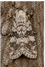 Posturing Arta Moth - Pestipedia