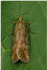 Potato Aphid - Pestipedia