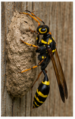 Potter Wasp Eumenes - Pestipedia