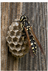 Potter Wasp Monobia - Pestipedia