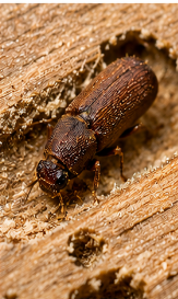 Powderpost Beetles - Pestipedia