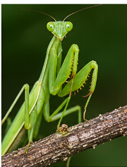 Praying Mantis - Pestipedia