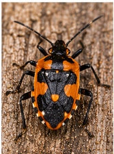 Predatory Stink Bug Florida - Pestipedia