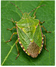 Predatory Stink Bug Podisus - Pestipedia