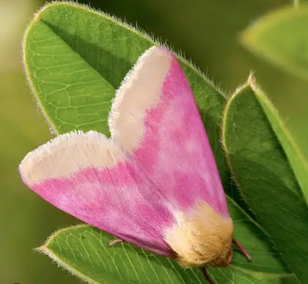 Primrose Moth - Pestipedia